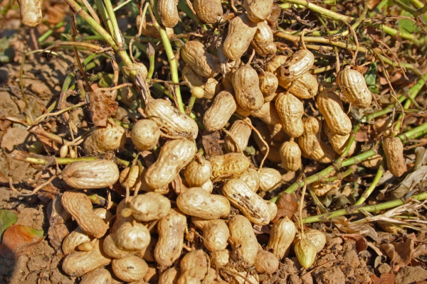 95 Hectares Allocated for Peanut Butter Production