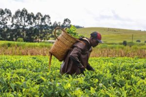 Youth Urged to See Farming as Entrepreneurship