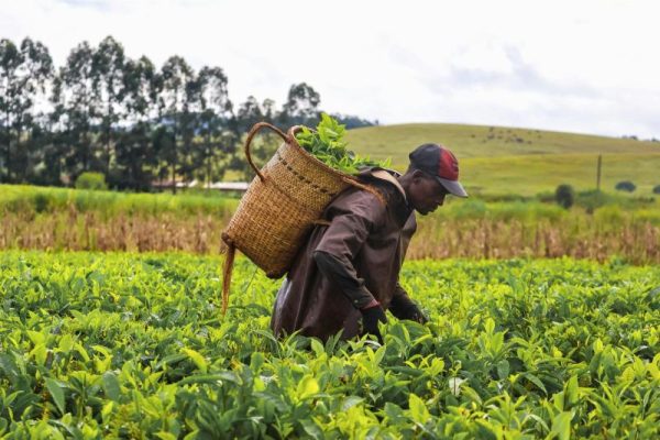 Youth Urged to See Farming as Entrepreneurship