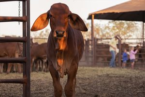6,814 Weaners Sold to SA Feedlot in June