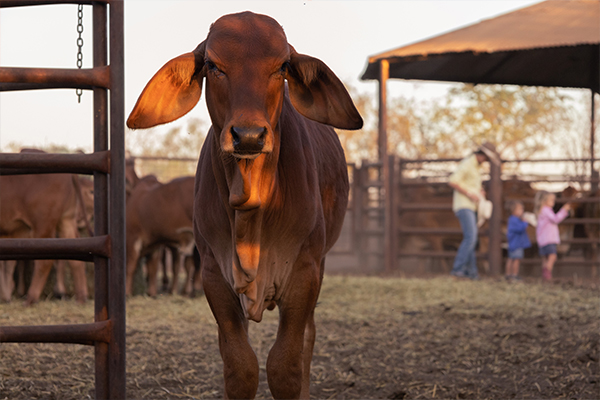 6,814 Weaners Sold to SA Feedlot in June
