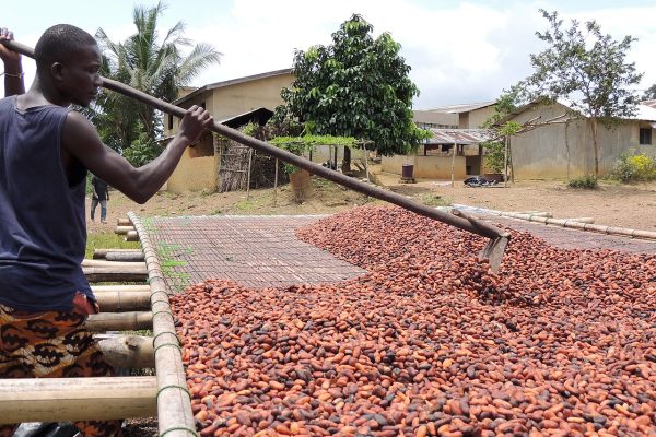 Cocoa’s Future in Africa and its Weak Enabling Environment