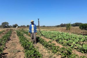 Ohangwena Agriculture Investments Face Test of Economic Returns