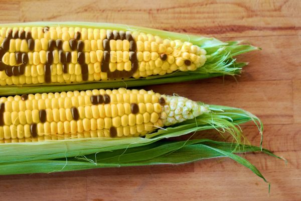 GMO-Related Seeds Face Tight Restrictions and Compliance