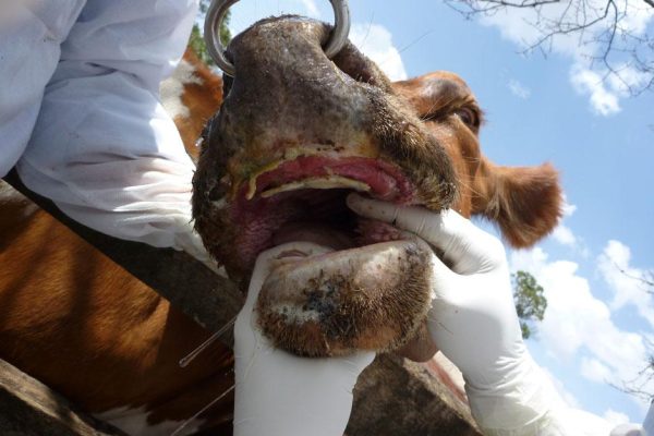 NCCI Contributes N$1.5m to FMD Fight as the Sector Stands Still