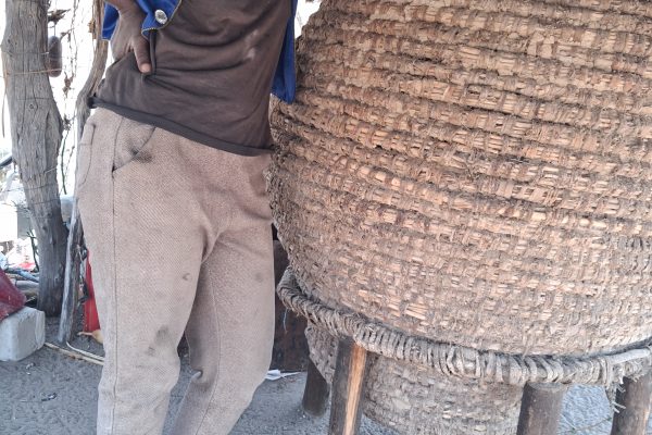 Namibia’s Women Farmers Adapt as Changing Rains Keep Pearl Millet Harvests at Risk