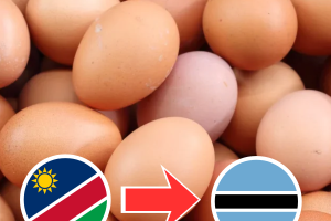 Namibia Adds Botswana to its Egg Export Market