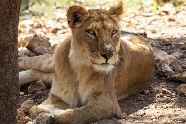 An Average of 80% of Africa’s Vertebrate Wildlife Populations are Lost