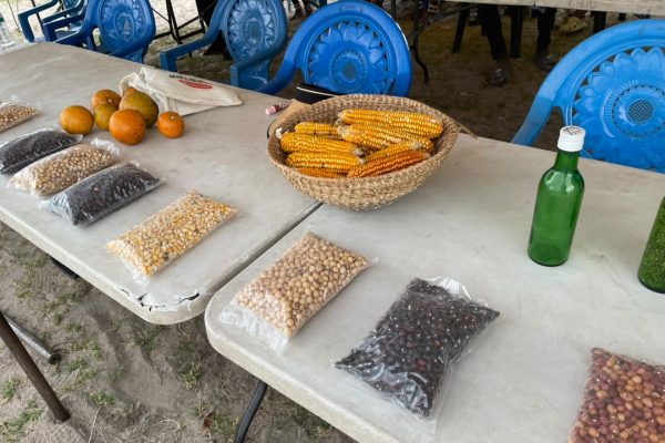 Traditional Seeds Key to Climate Resilience 