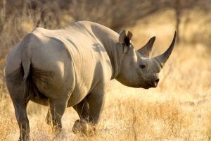 Conservation Possible When Community is Involved and Benefiting