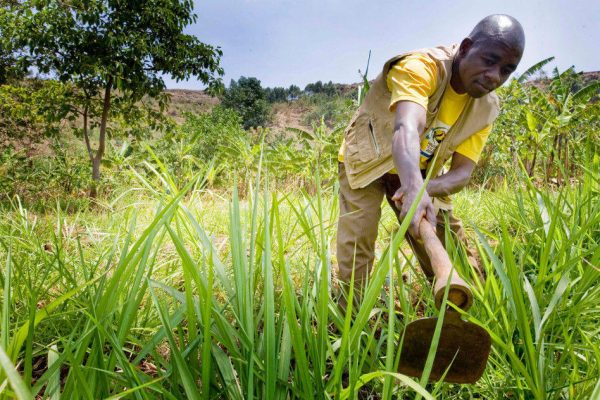 Farmers Flag Domestic Production Costs to Premier